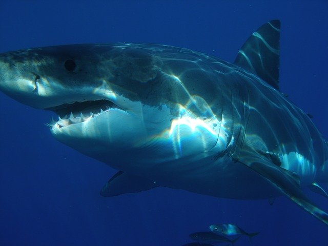 You are currently viewing Great Whites With Research Trackers Position Off N.C. Coast