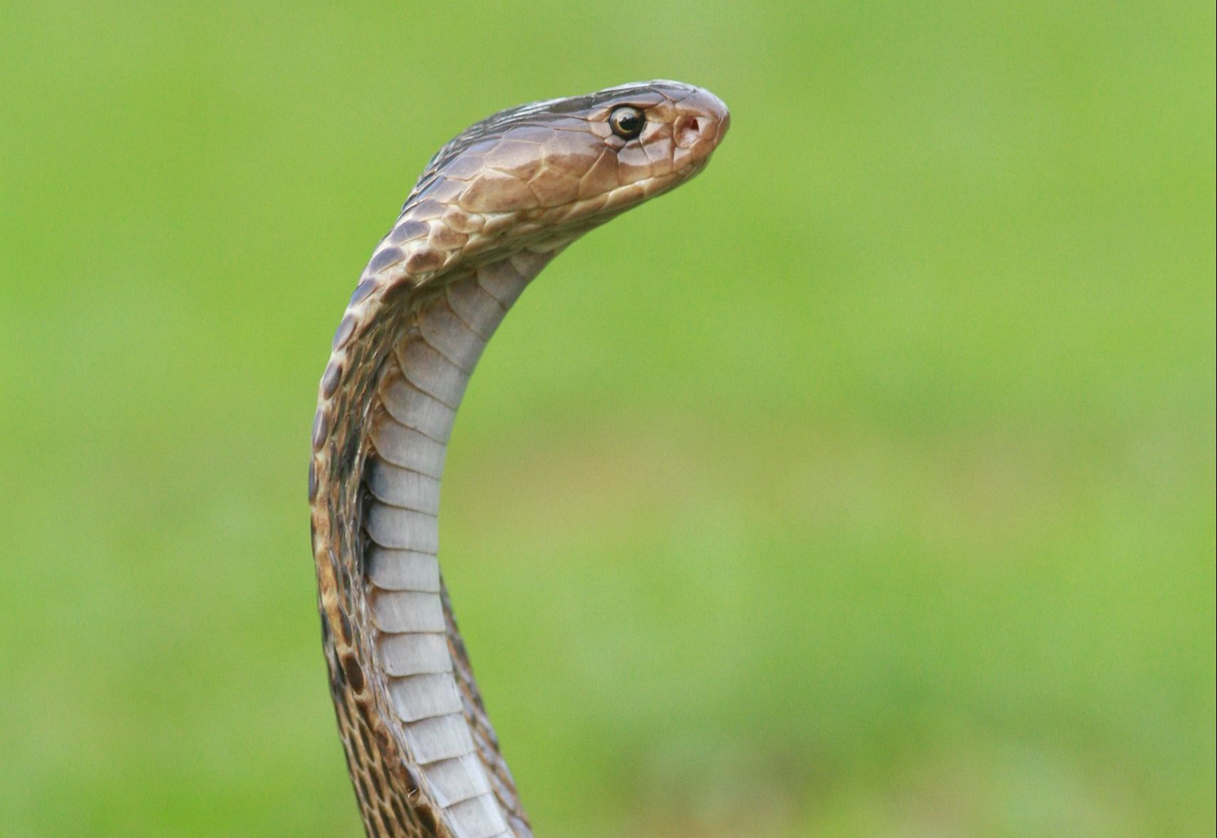 Zebra Cobra Owner Is Being Charged For A Snake Escape